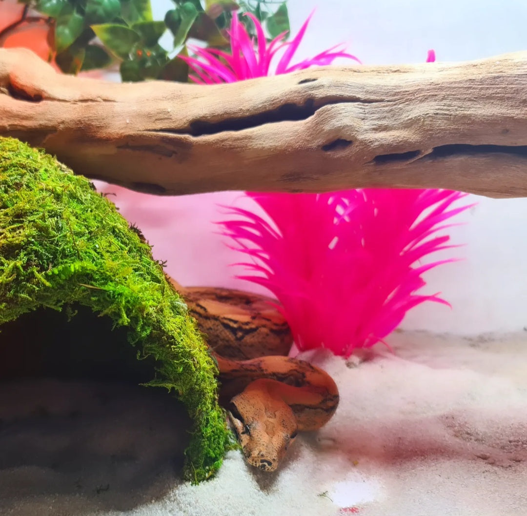 BOA CONSTRICTOR IMPERATOR CA PASTEL - FEMMINA