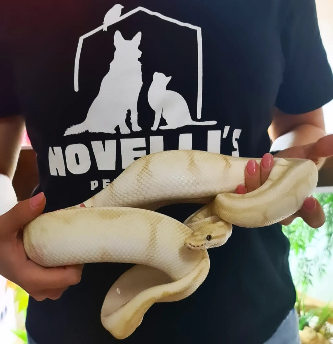 PYHTON REGIUS CORAL GLOW PASTEL SPIDER (MASCHIO)