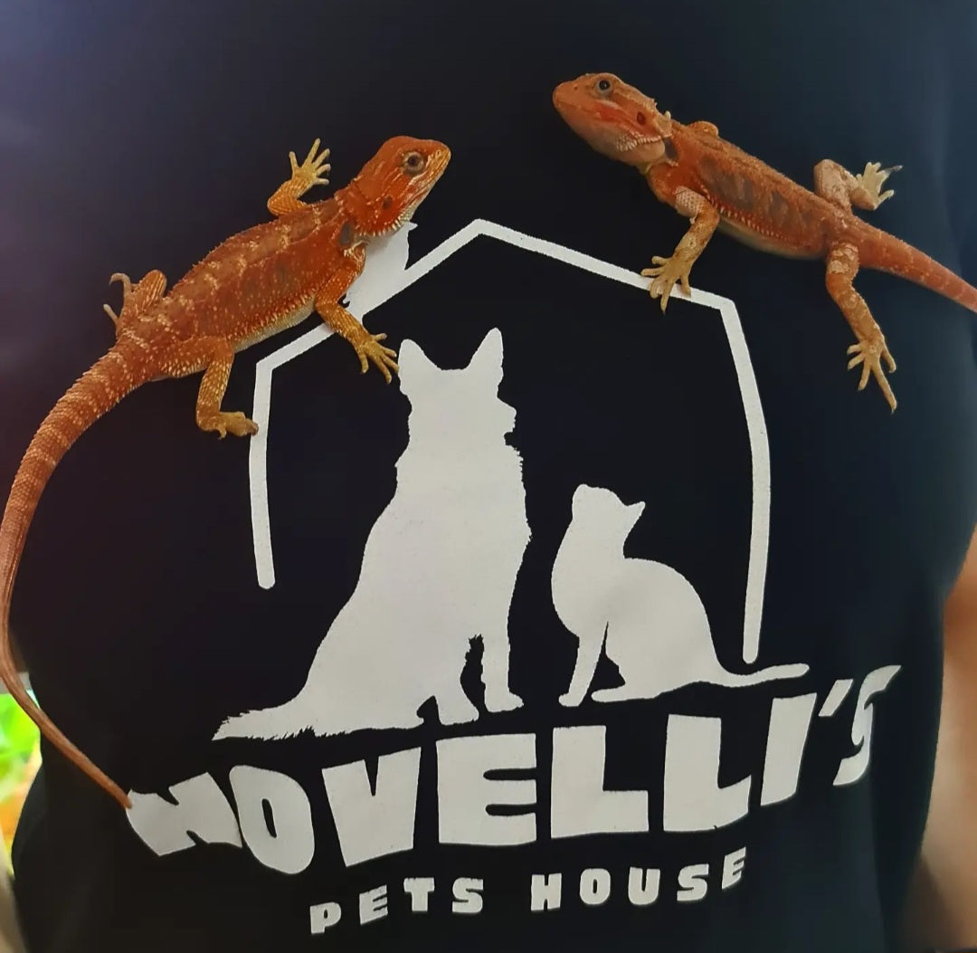 POGONA VITTICEPS - MASCHI E FEMMINE