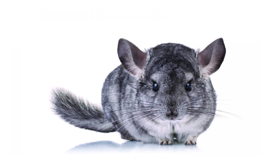 CHINCHILLA