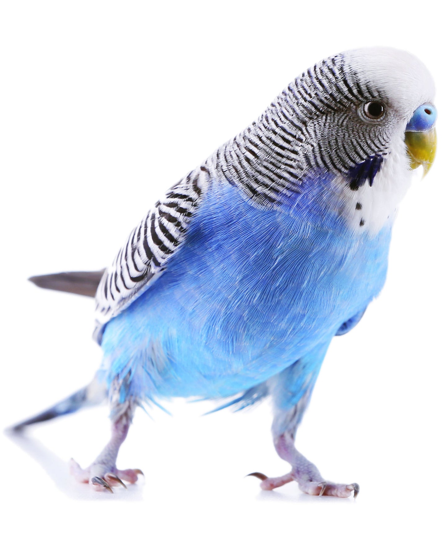 Melopsittacus undulatus ( Cocorita )