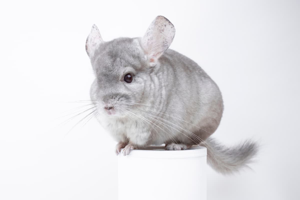 CHINCHILLA BIANCO