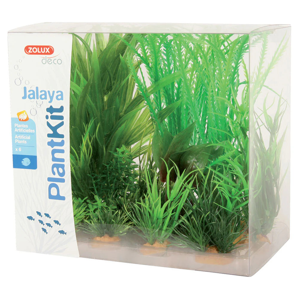 PLANTKIT JALAYA MIX 6 PEZZI