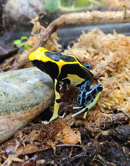 DENDROBATES TINCTORIUS