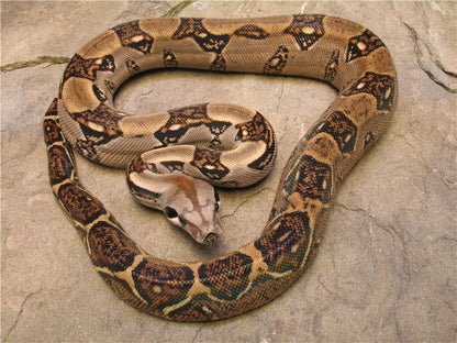 Boa constrictor imperator ca pastel (femmina)