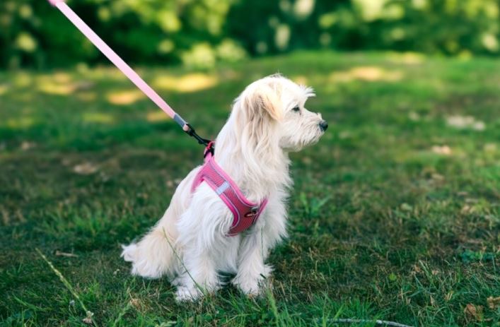 PETTORINA IN RETE - ROSA