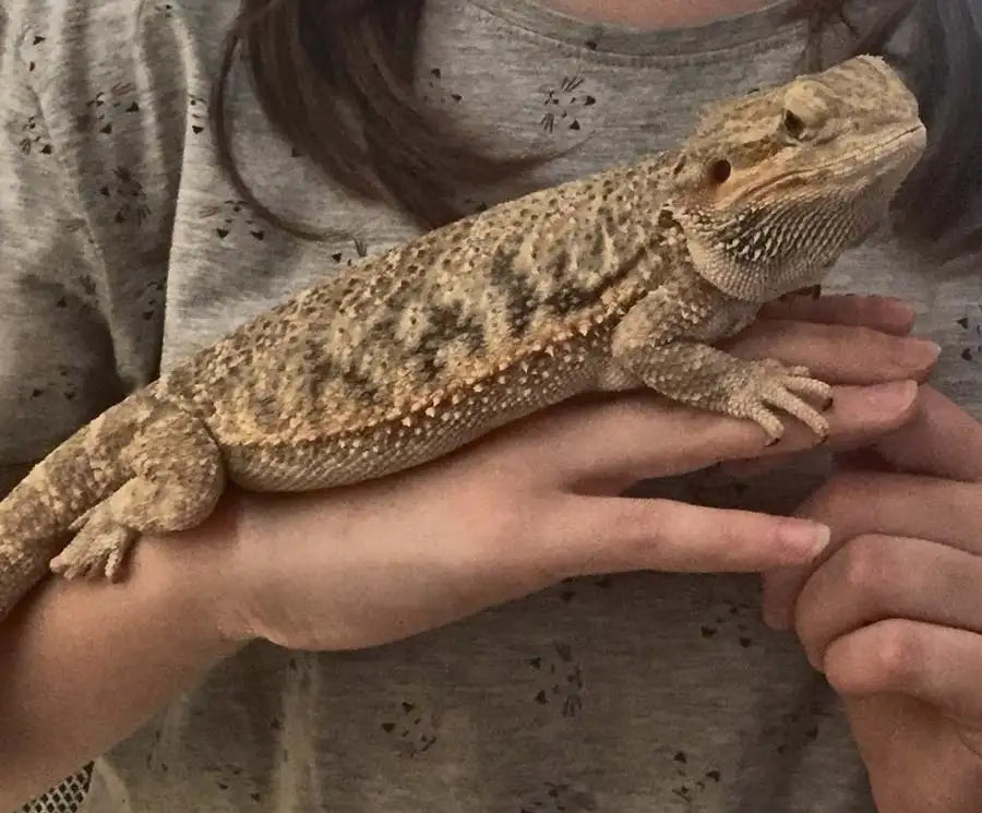 Pogona Adulta