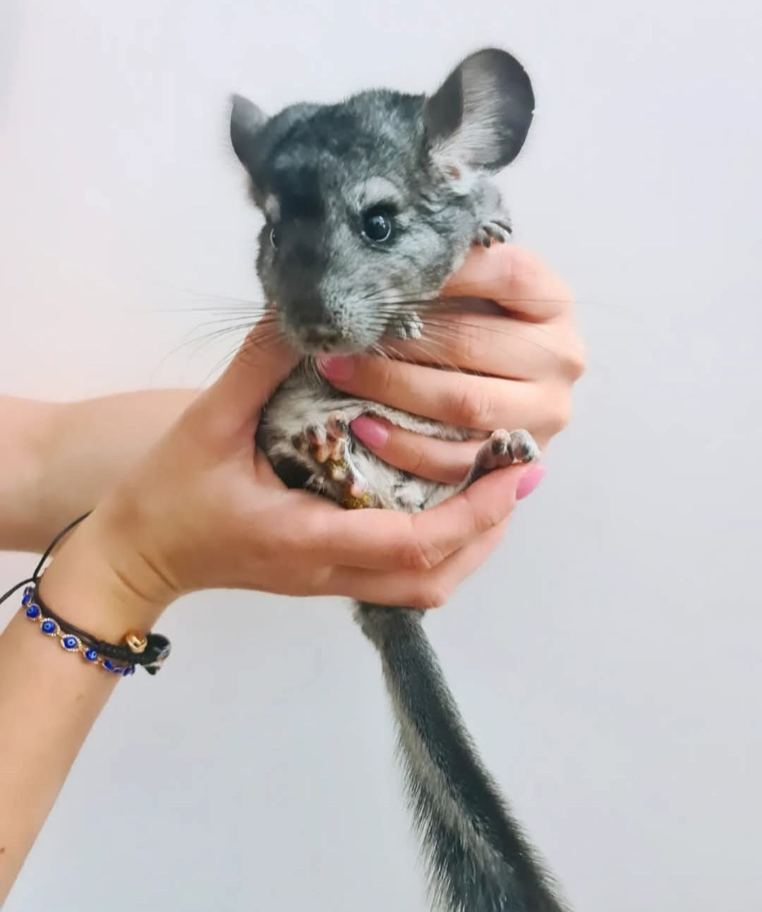 CHINCHILLA