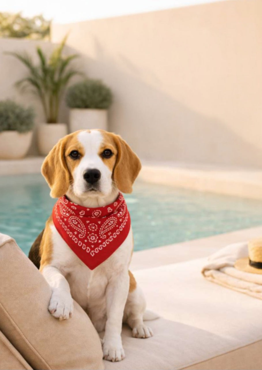 TWINLOOK - SET BANDANA PER ANIMALI + ACCESSORIO PER CAPELLI