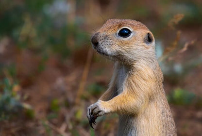 Spermophilus citellus