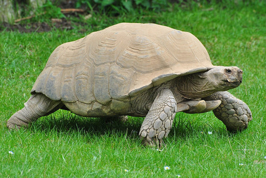 CENTROCHELYS SULCATA - TESTUDO SULCATA