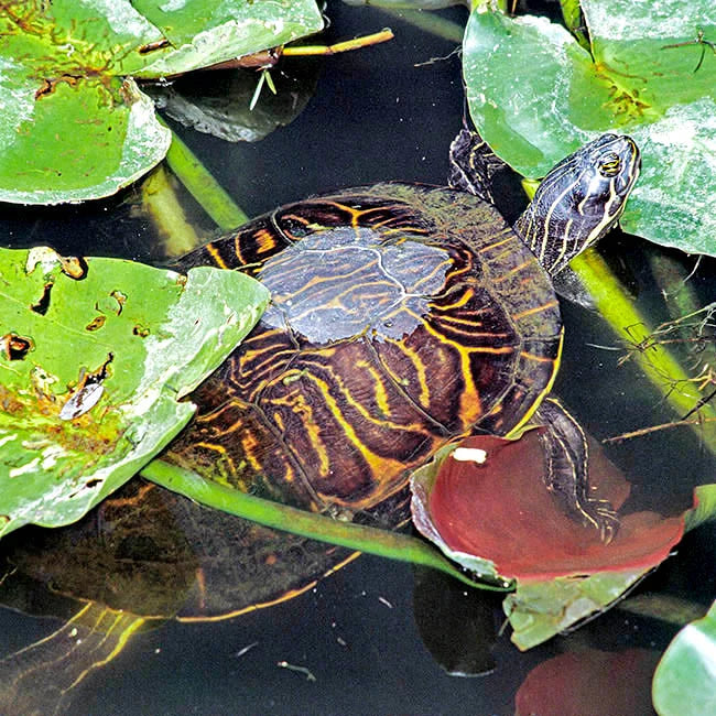 Tartarughe Peninsularis