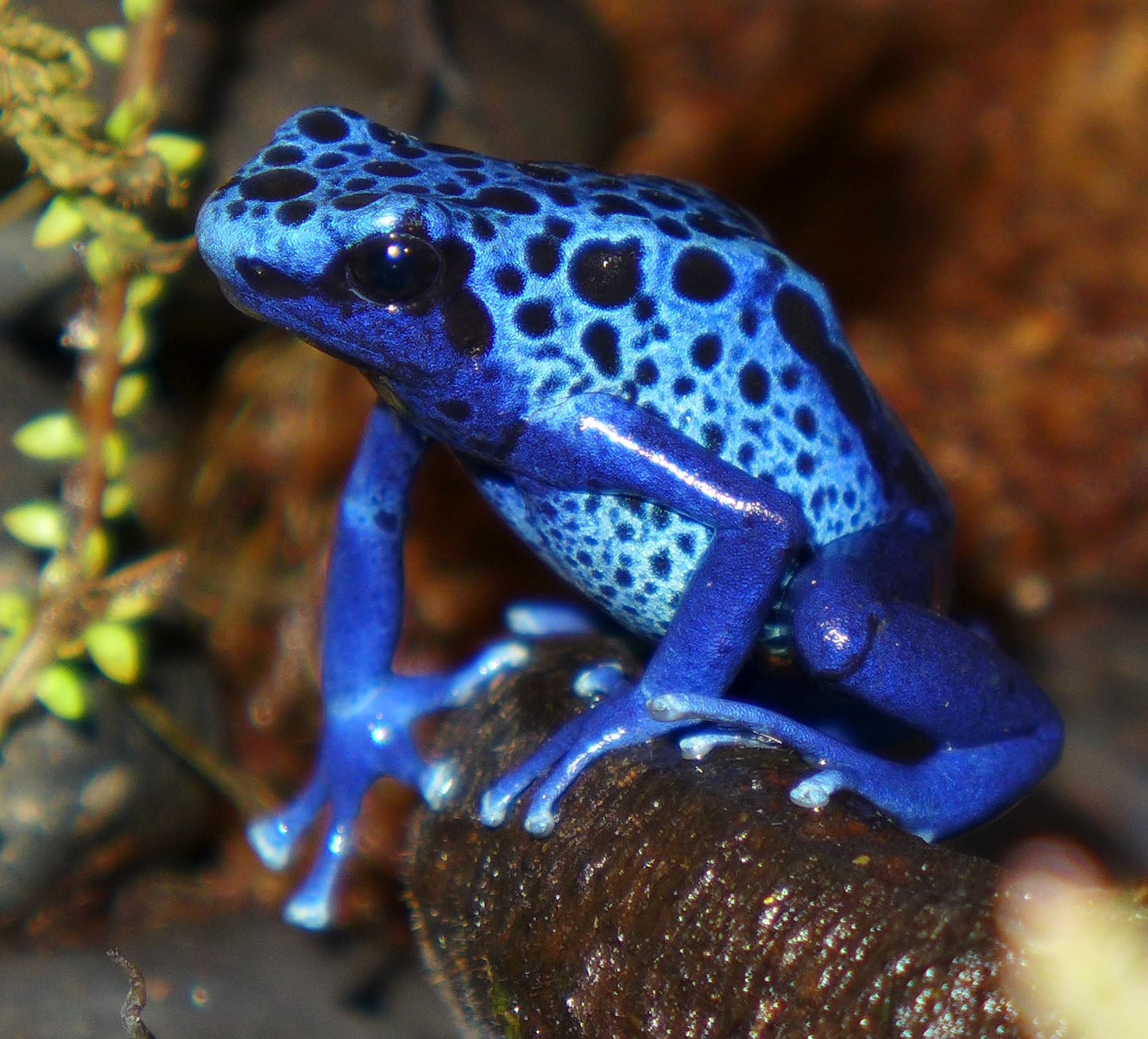 DENDROBATES TINCTORIUS