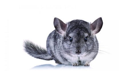 CHINCHILLA