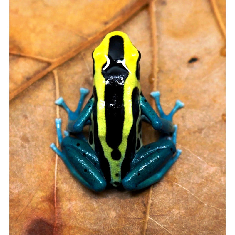 Dendrobates Tinctorius