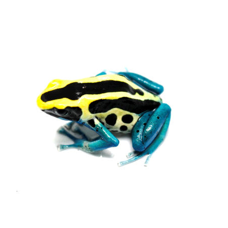 Dendrobates Tinctorius