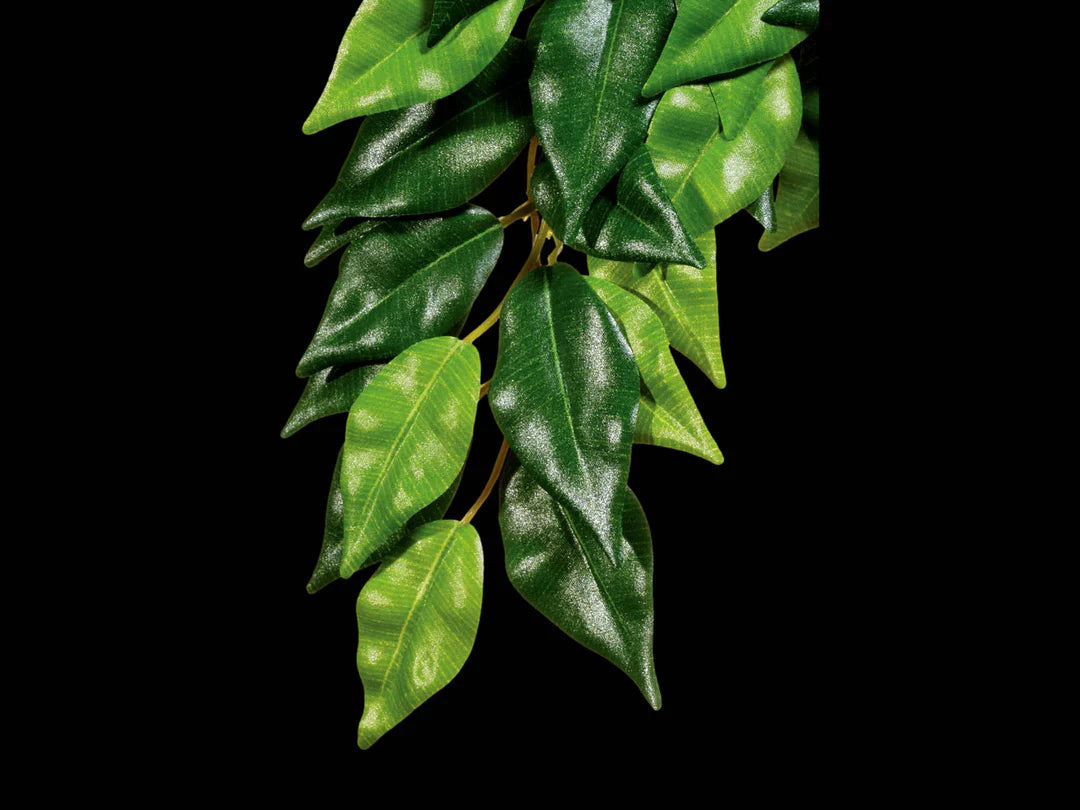 JUNGLE PLANT - FICUS