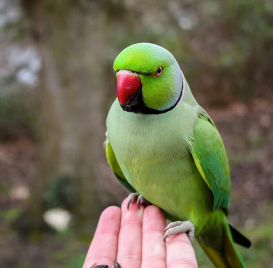 PSITTACULA  KRAMERIPARROCCHETTO DAL COLLARE - COPPIA RIPRODUTTIVA