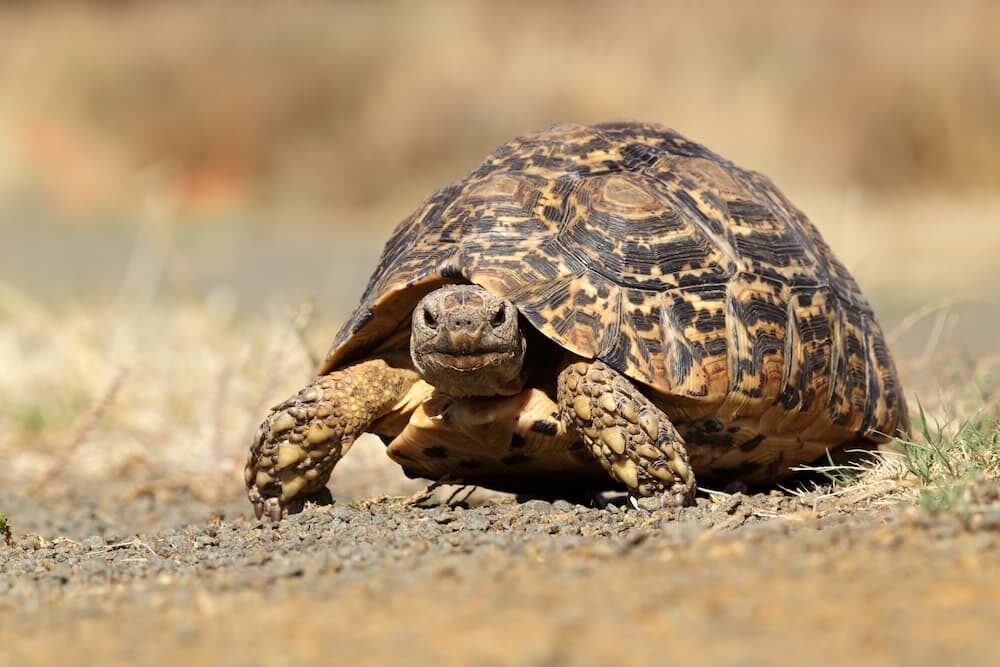 TESTUDO PARDALIS - TARTARUGA LEOPARDO