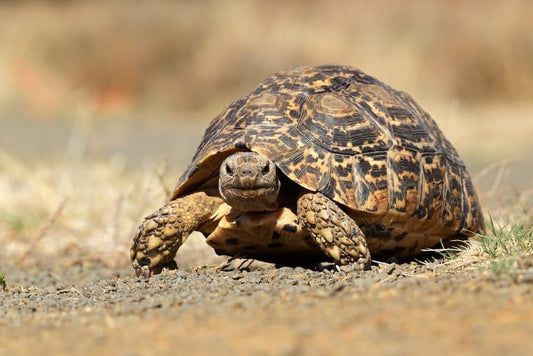 TESTUDO PARDALIS - TARTARUGA LEOPARDO